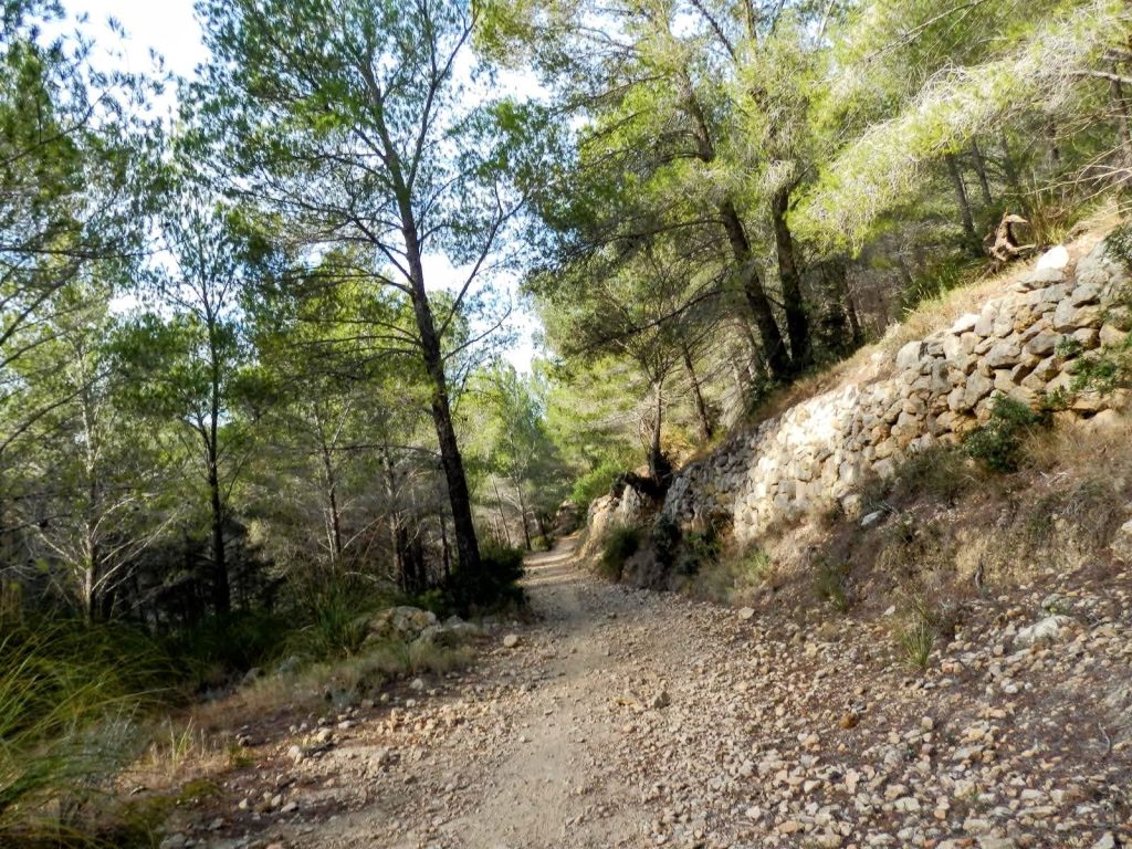 Camino de tierra flanqueado por pinos y muro de piedra en la ruta hacia el Puig de la Pared del Moro.