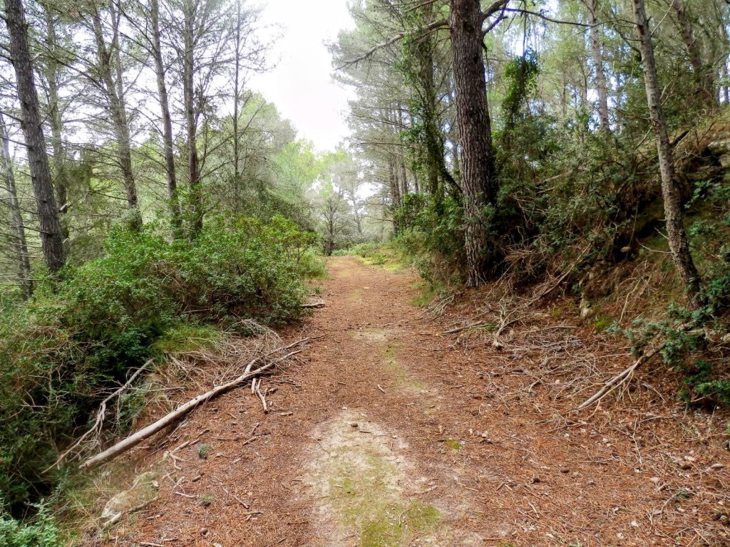 Sendero rodeado de árboles en la ruta del Puig de Randa-Puig de Son Reus, con suelo cubierto de hojas y ramas.