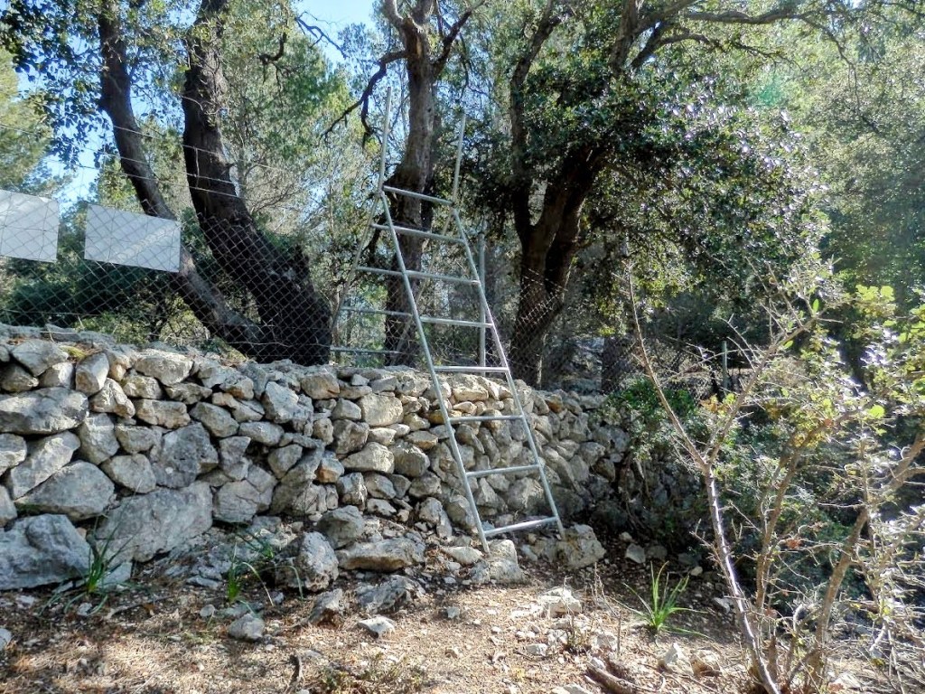 Escalera de metal apoyada sobre un muro de piedra en un entorno forestal con árboles y vegetación.