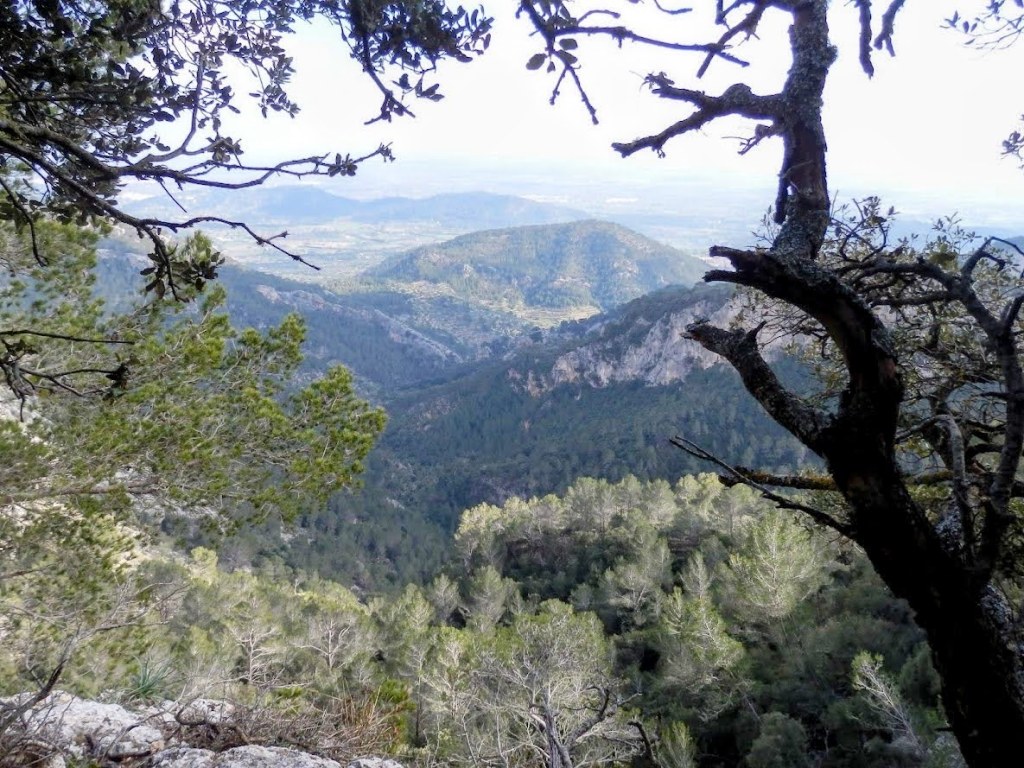 Vista panorámica desde un mirador natural con árboles en primer plano y paisaje montañoso al fondo, en la ruta Talaia de Cals-Reis.