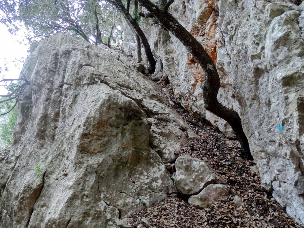 Escalera natural formada por rocas y arbustos en un sendero montañoso.