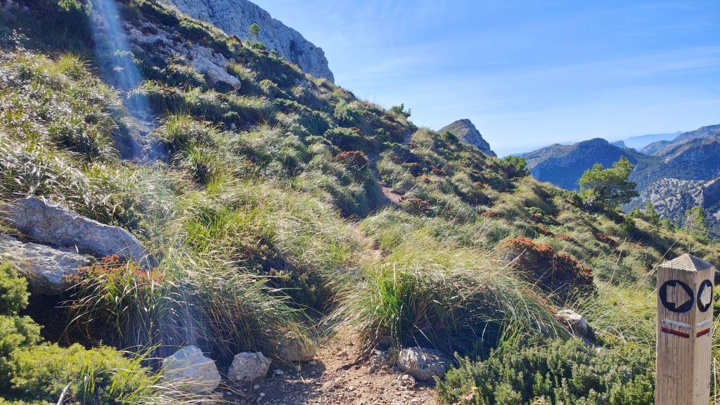 Sendero en la ruta hacia el Puig de Massanella, con vegetación densa y señalizaciones en el camino.