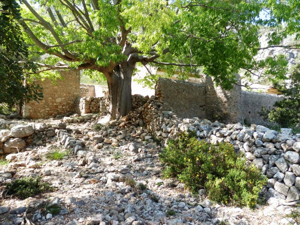 Vista de un antiguo espacio rural con muros de piedra y un gran árbol en el centro, rodeado de vegetación y restos de construcciones.