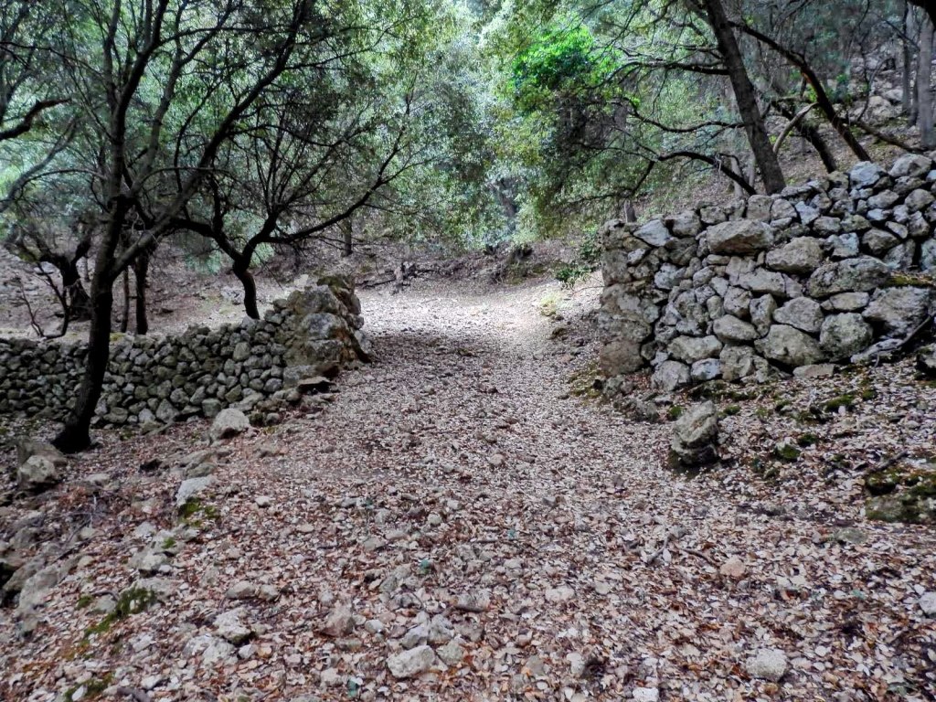 Sendero rodeado de árboles y muros de piedra en un bosque, con suelo cubierto de hojas secas.