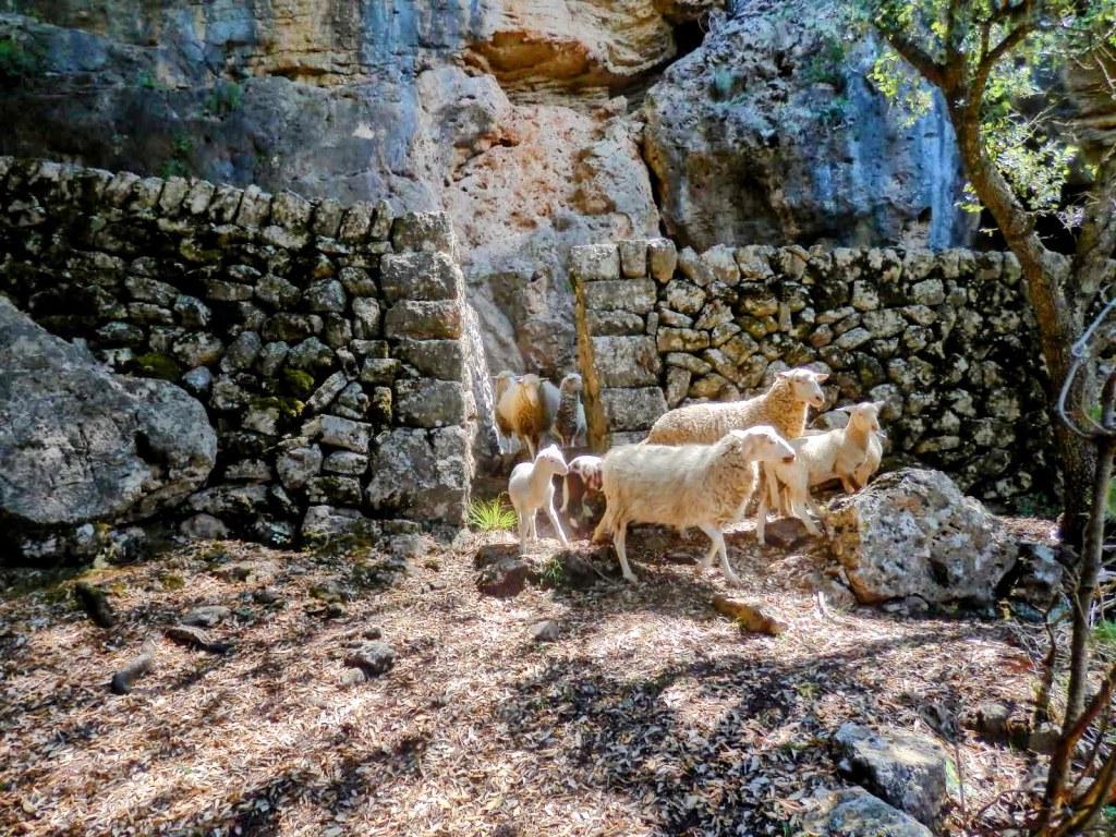 Un grupo de ovejas pastando cerca de un muro de piedra en un entorno natural.