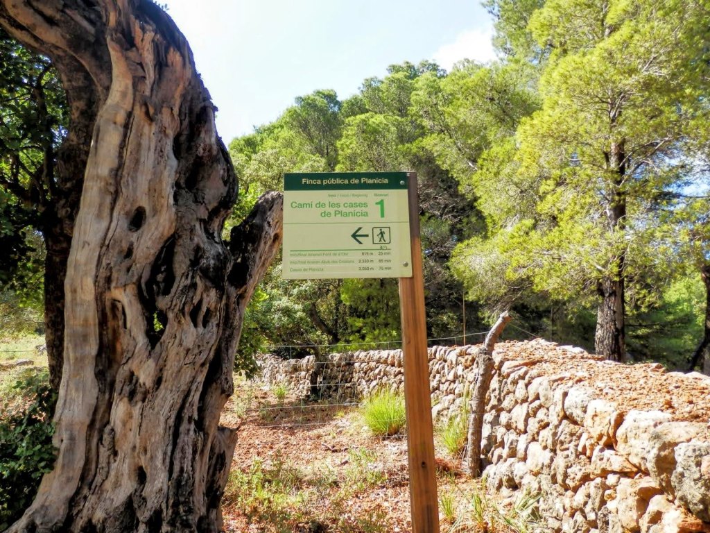 Señal de inicio del 'Camí de les cases de Planicia' en un entorno forestal, con un árbol grande y una pared de piedra al fondo.