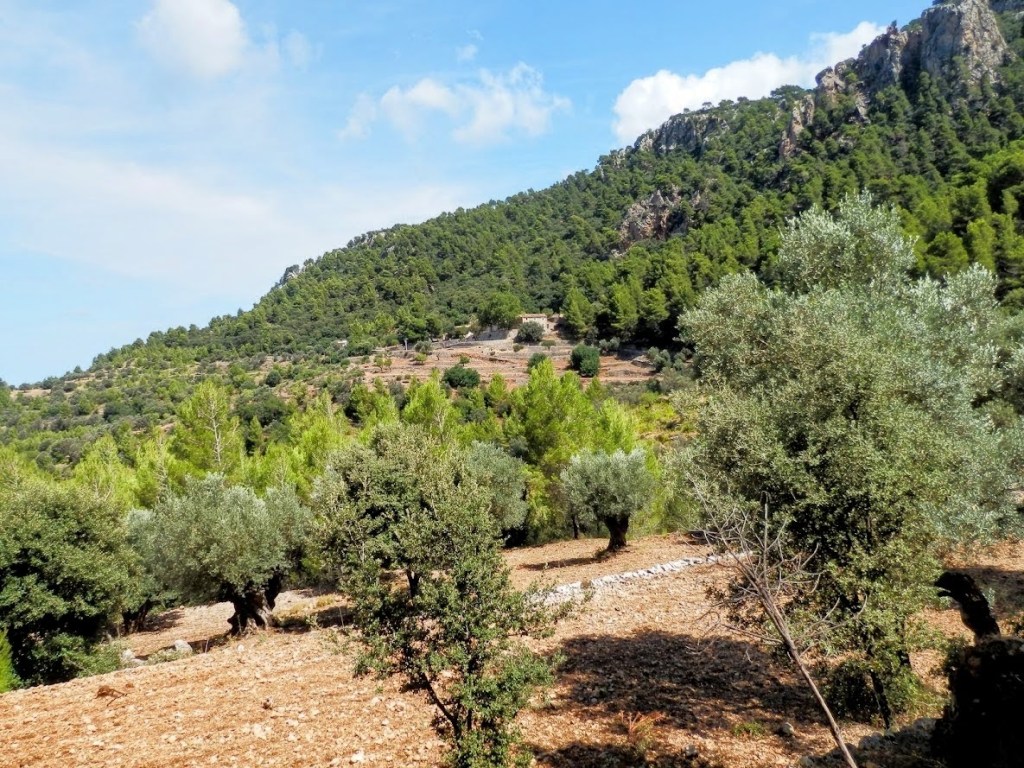 Vista panorámica del paisaje de la ruta 'Planicia', mostrando un entorno natural con árboles, montañas y senderos.
