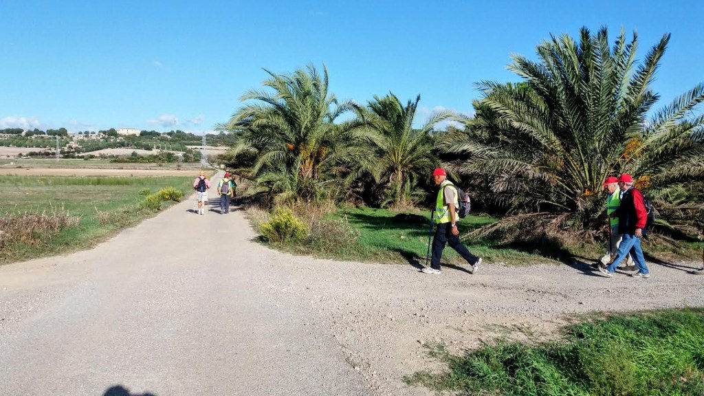 Grupo de excursionistas caminando por un camino rural rodeado de palmeras, con un paisaje verde y un cielo despejado.
