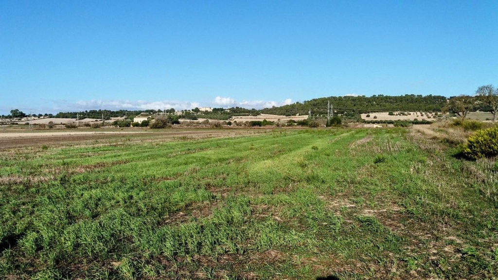 Vista de un campo verde con vegetación baja y colinas al fondo bajo un cielo despejado.