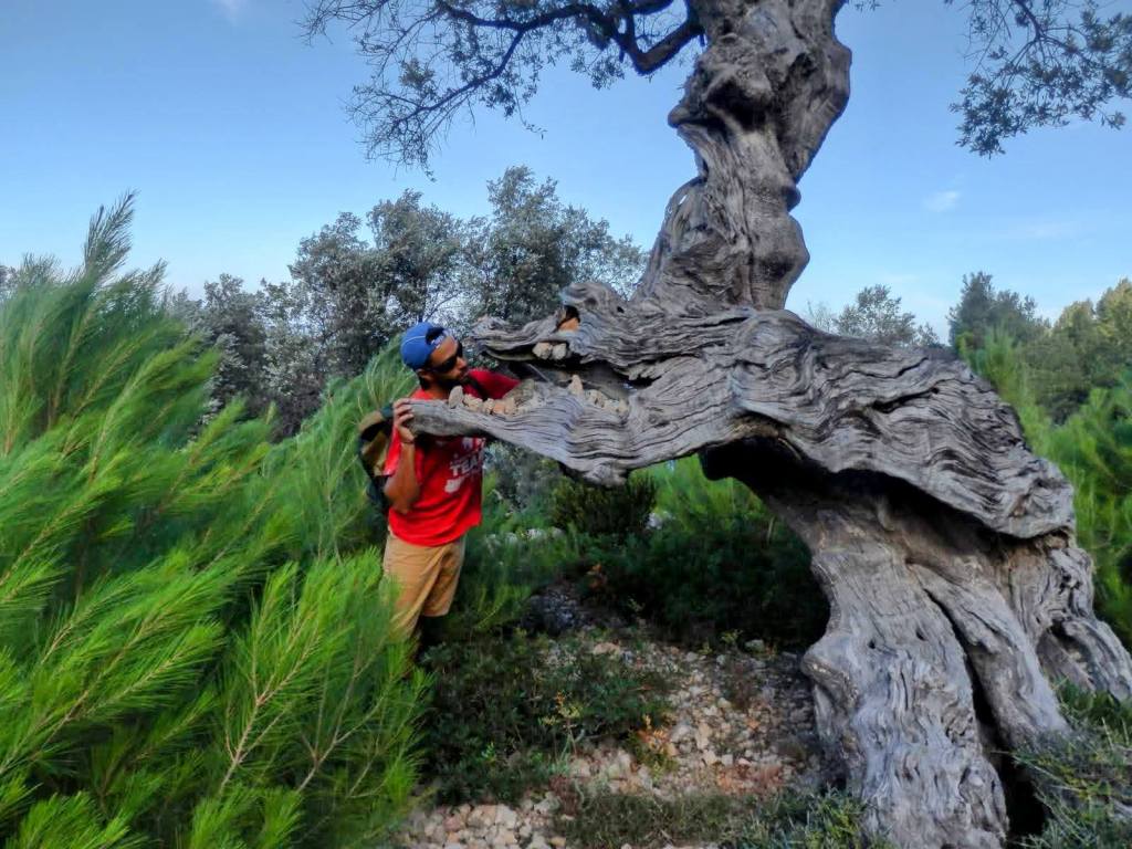 Una persona interactuando con un árbol de forma peculiar que se asemeja a un dragón, en un entorno natural con vegetación de pinos y olivos.