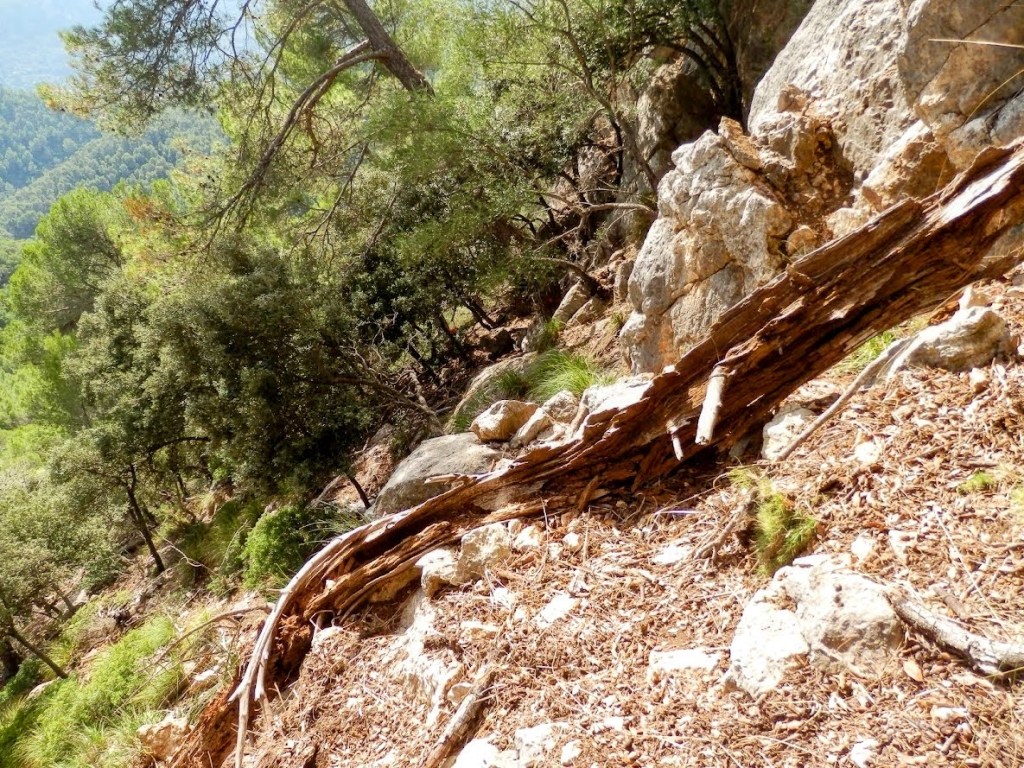 Vista de un sendero en un bosque, con rocas y un tronco caído en primer plano, rodeado de vegetación.