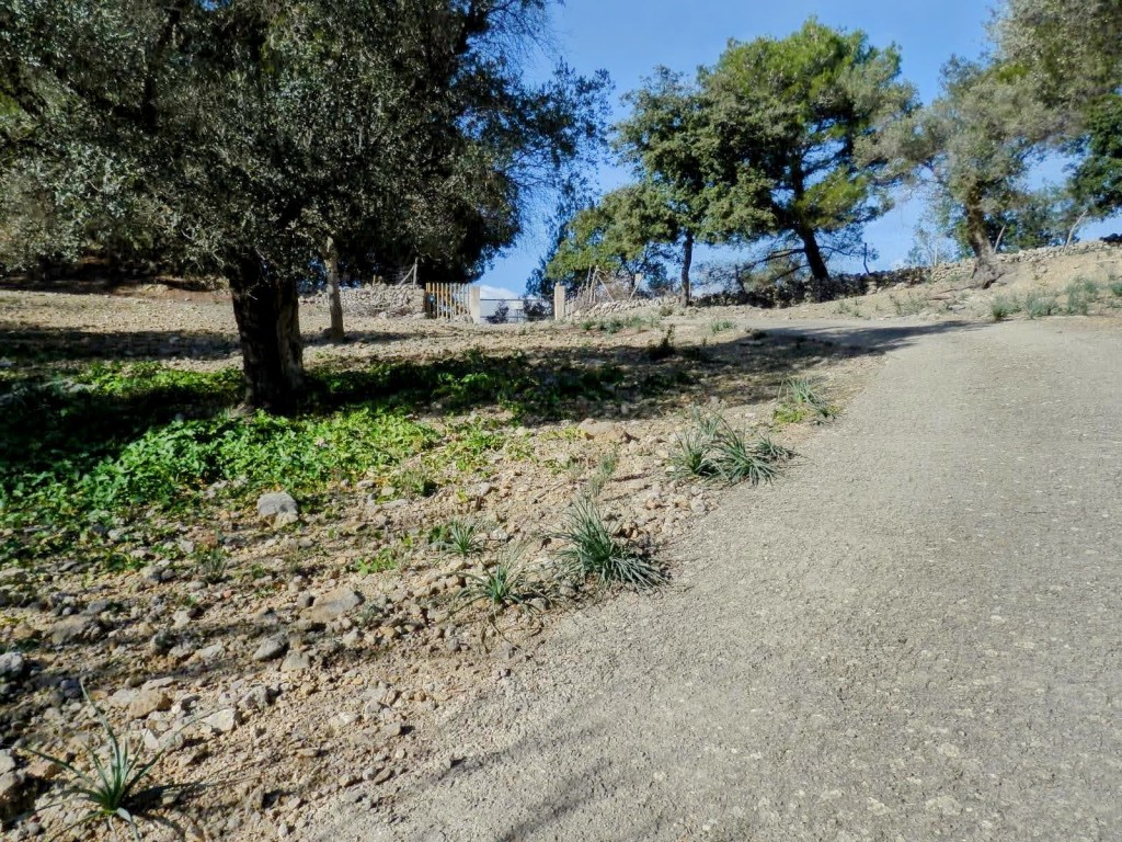 Camino de tierra en un paisaje de vegetación, rodeado de árboles, que se eleva levemente hacia el fondo donde se encuentra una construcción.