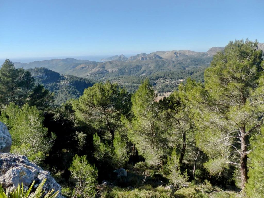 Vista panorámica desde el Puig de Sa Grua, con pinos y montañas al fondo bajo un cielo despejado.