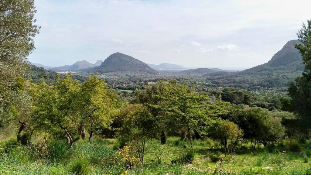 Vista panorámica del valle de Pollença con montañas al fondo, rodeada de árboles y vegetación.