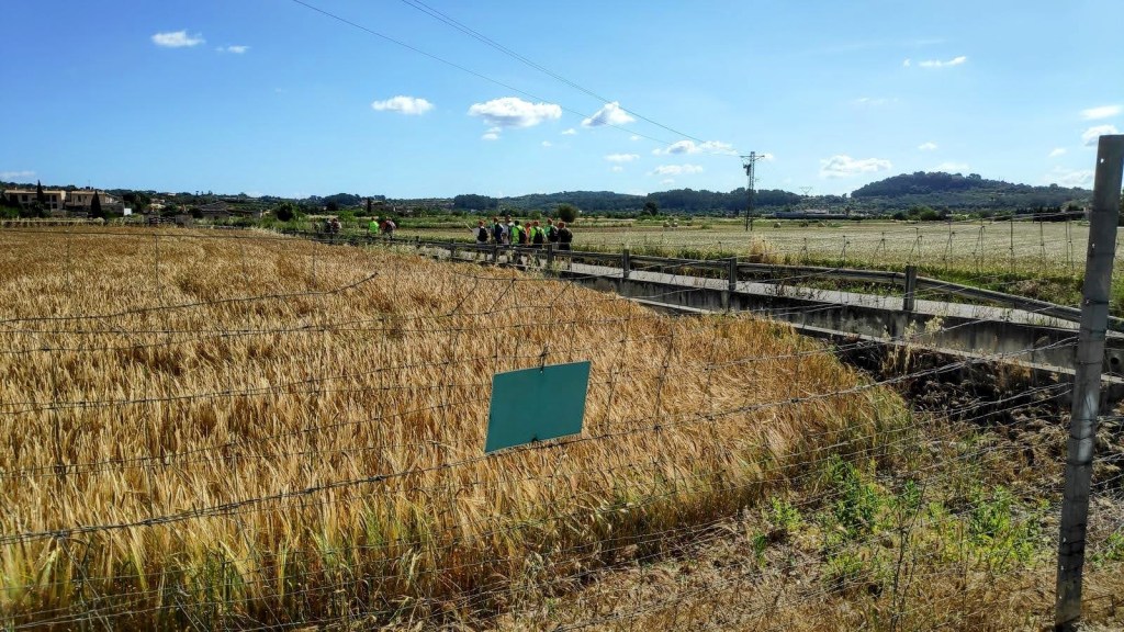Campo de cultivo seco en Montuïri, con una cerca metálica y un grupo de personas caminando por un sendero. Al fondo, colinas verdes y un cielo azul con nubes.