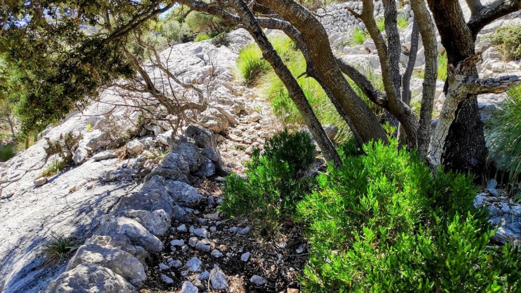 Sendero rocoso rodeado de vegetación, con arbustos verdes y árboles que sobresalen en un entorno natural.