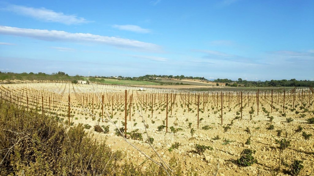 Vista de un viñedo en Santa Margarida, con paisajes de colinas y cielo azul.