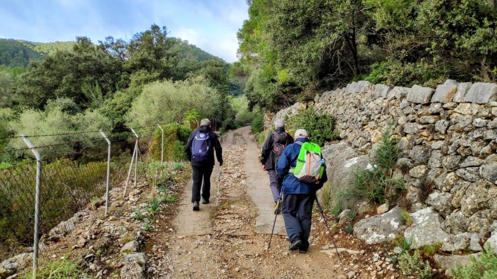 Grupo de senderistas caminando por el Camí de Cas Secretari, un sendero en un bosque, rodeados de vegetación y una pared de piedra a un lado.