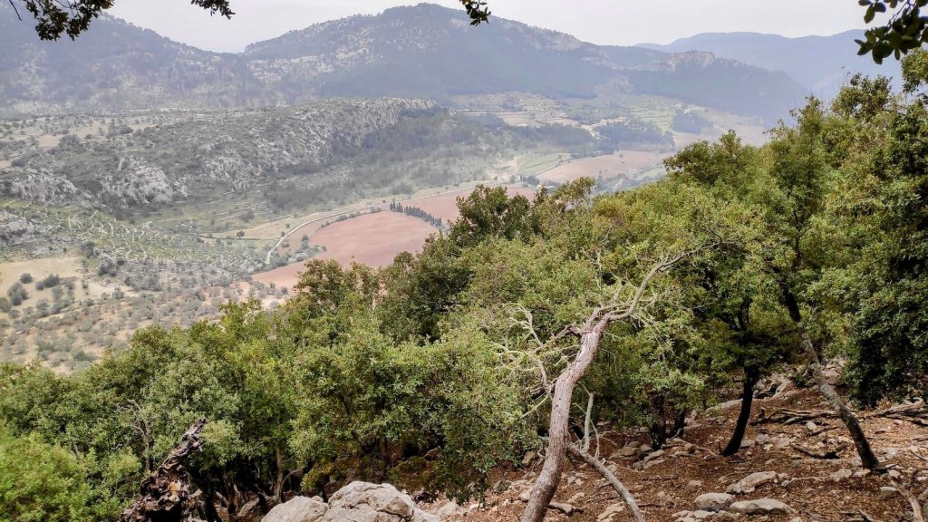 Puig del Coll del Jou desde Orient-Caminando por Mallorca Vista panorámica del Valle de Orient y las montañas desde un sendero en la Ruta Puig des Coll des Jou, con árboles y vegetación en primer plano.