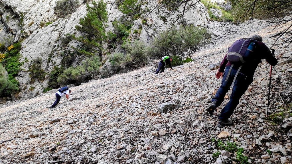 Font Es Verger-Portell de sa Costa-Caminando por Mallorca Senderistas ascendiendo por gran rosseguera en la ruta Font Es Verger-Portell de sa Costa, rodeados de vegetación y montañas.