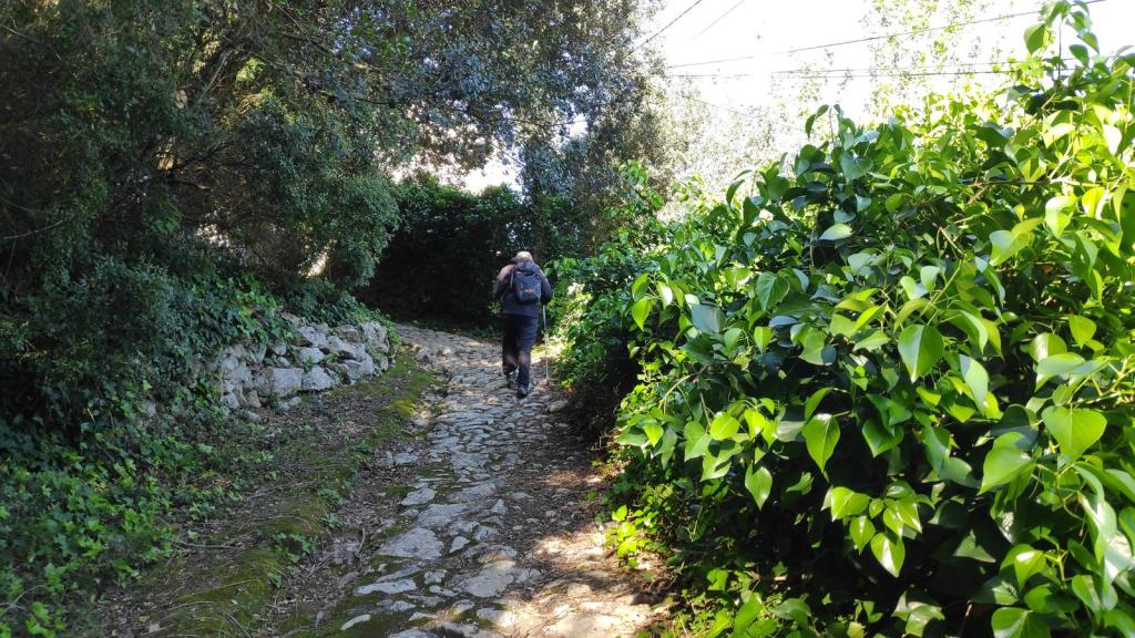 Persona caminando por un sendero rodeado de vegetación densa en la ruta Puig de Randa y Puig de Son Reus-2.