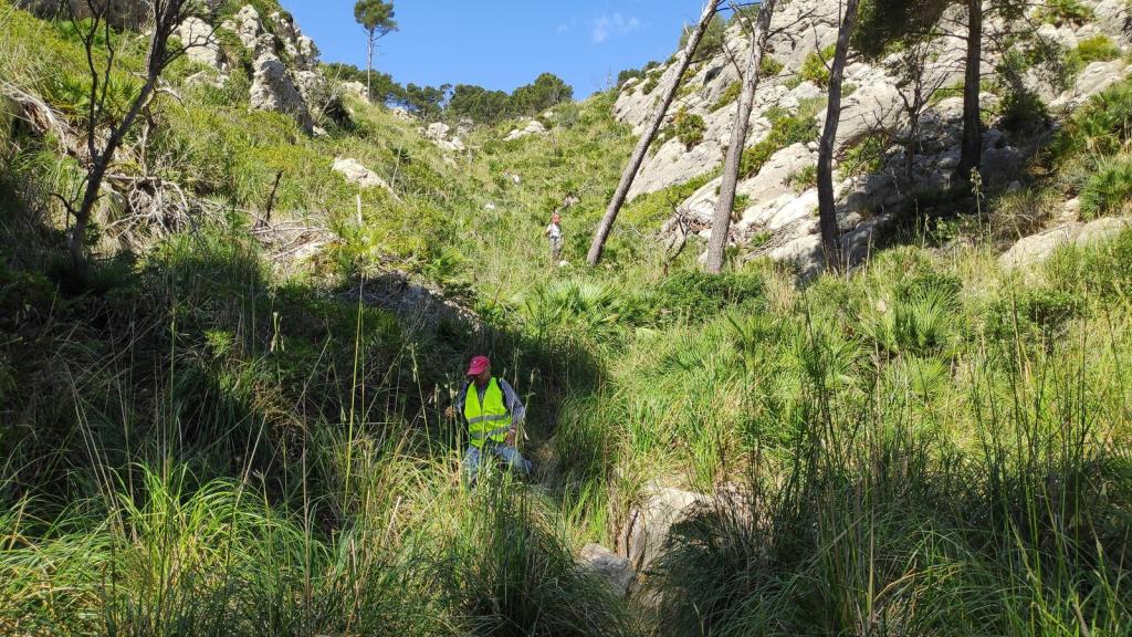 Sendero en la ruta Puig d’en Farineta, con vegetación densa, rocas y un excursionista vestido con chaleco reflectante.