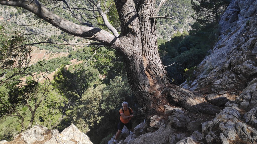 Senderista ascendiendo por Pas d’en topa, rodeado de árboles, en la Ruta del Puig d'Alfàbia.