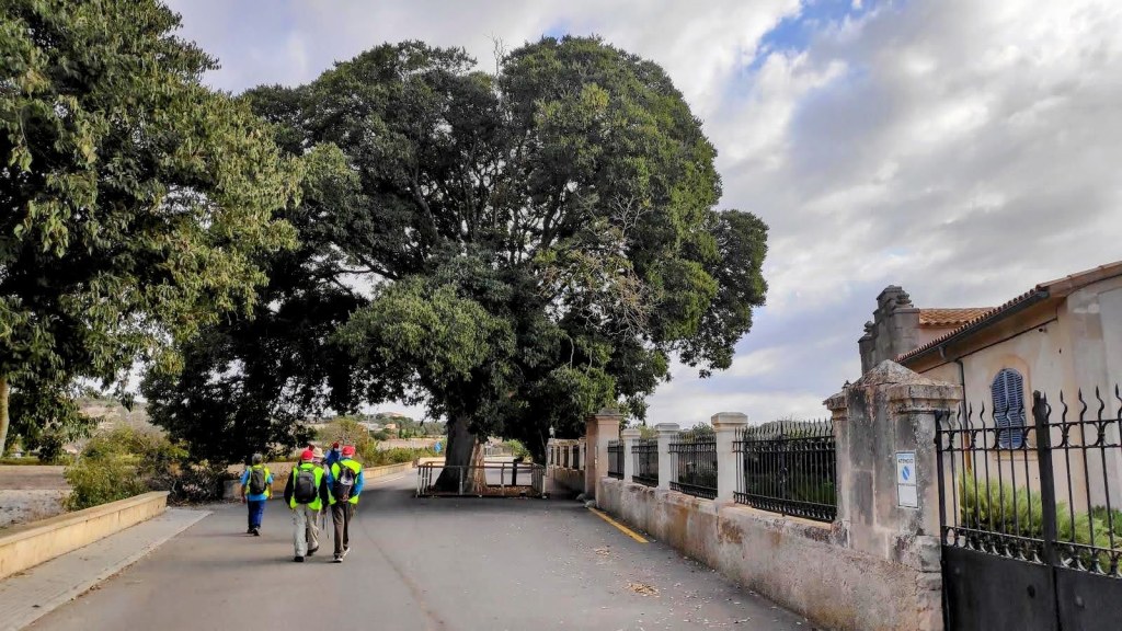 Grupo de excursionistas caminando por una calle con un gran árbol al lado, en la ruta "Puig de Sant Miquel" desde Montuïri.