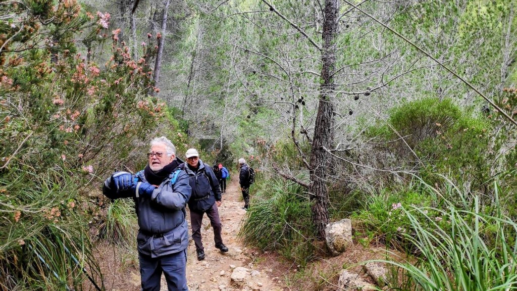 FINCA DE GALATZÓ Y CANALETA DE RATXO - Caminando por Mallorca Grupo de senderistas en un camino rodeado de vegetación y pinos en la ruta Finca de Galatzó y Canaleta de Ratxo.