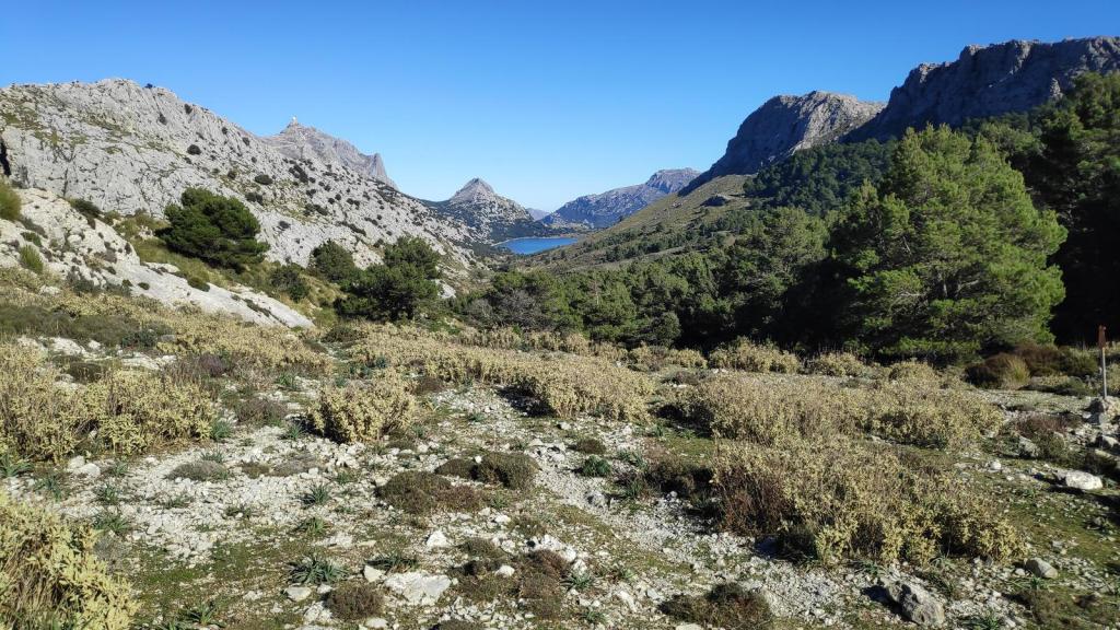 Ruta de la Pedra en Sec-GR221-Etapa 7 - Caminando por Mallorca Vista panorámica del paisaje montañoso de la Serra de Tramuntana, con vegetación en primer plano y el embalse de Cúber al fondo, bajo un cielo azul claro.