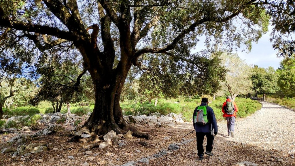 RUTA DE LA PEDRA EN SEC GR-221 ETAPA 9:&nbsp;Lluc-Pollença