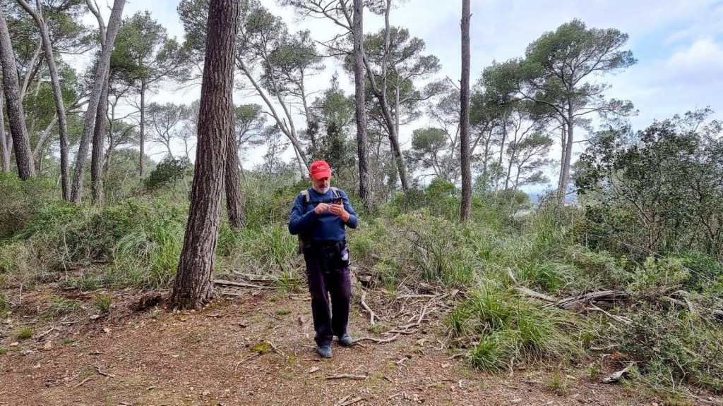 Un senderista en un camino boscoso, rodeado de pinos y vegetación, revisando su mapa o dispositivo de navegación.
