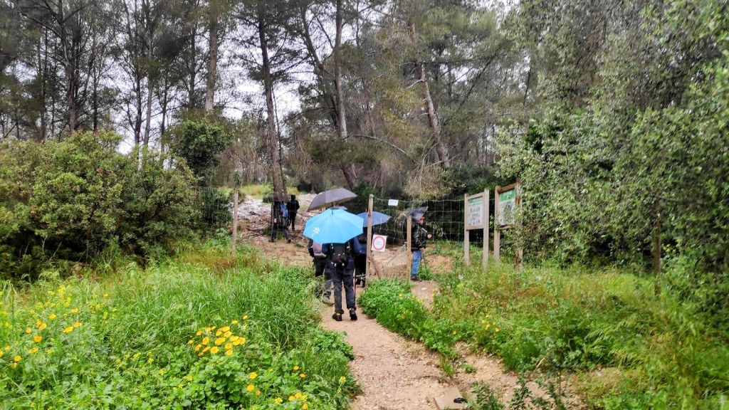 Personas caminando por un sendero en un bosque, algunas con paraguas, junto a paneles informativos en la finca de Son Quint.