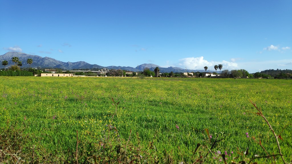 Campo verde con flores en primer plano y montañas al fondo bajo un cielo azul despejado.