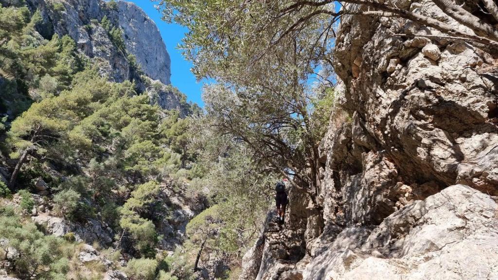 Senderista caminando por un estrecho sendero montañoso flanqueado por rocas y vegetación en la ruta 'Camí de s'Aladern y el Paso de les Lloses'.