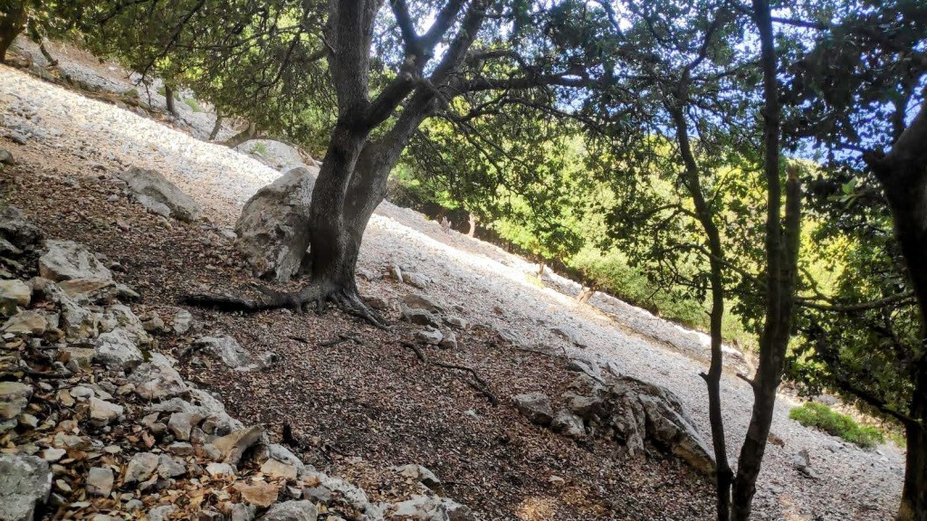 Vista del sendero en un bosque con rocas y un árbol grande al frente, iluminado por la luz natural.