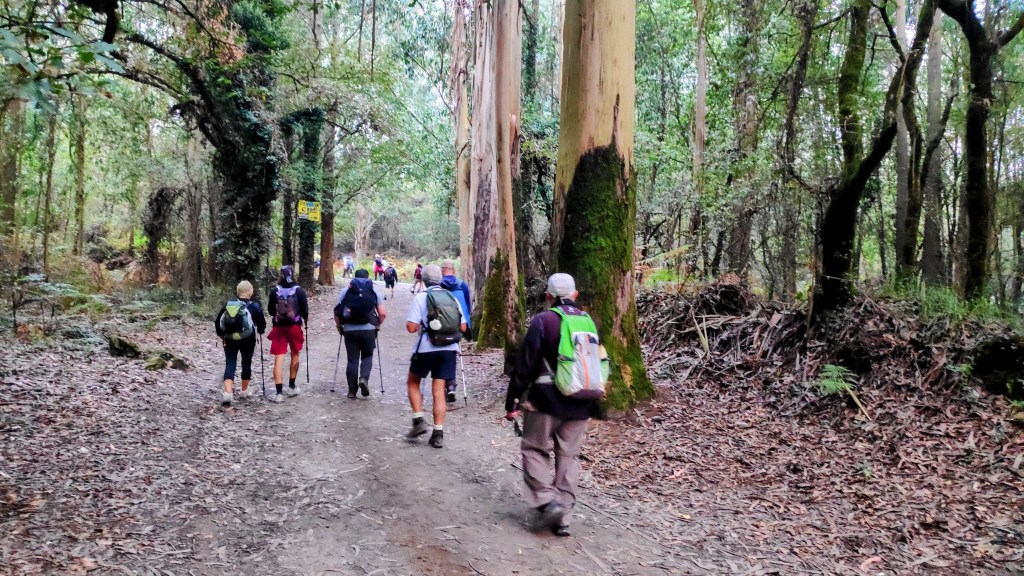 Grupo de peregrinos caminando por un sendero rodeado de árboles de eucalipto en la ruta O Pedrouzo-Santiago de Compostela.