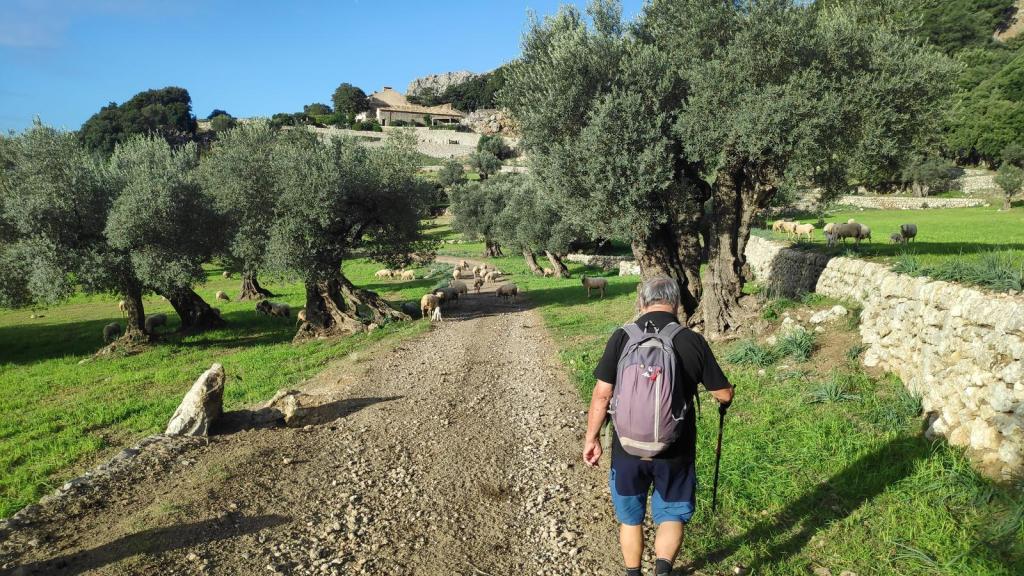 Un senderista avanza por un camino de tierra rodeado de olivos y ovejas, con vistas a una propiedad rural en el fondo.