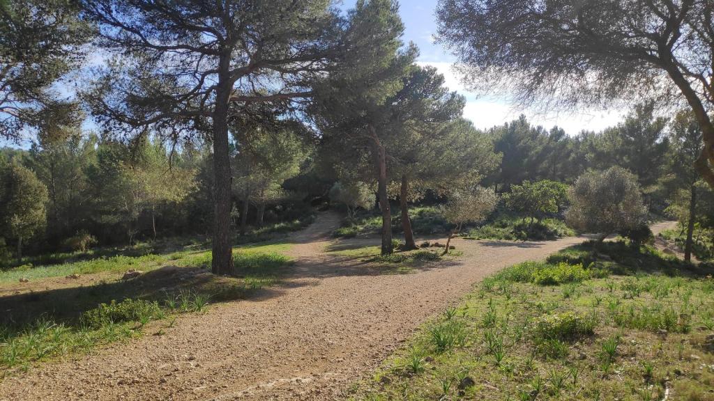 Sendero en la naturaleza rodeado de pinos y vegetación, con caminos de tierra que se bifurcan.