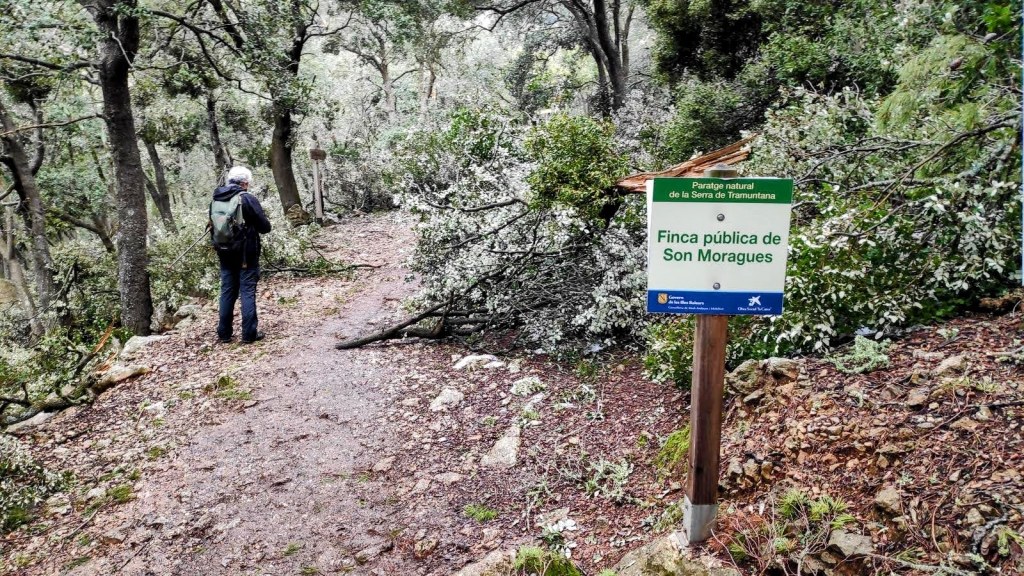 Camino en la Finca Pública de Son Moragues, con un senderista caminando, rodeado de árboles y ramas caídas.