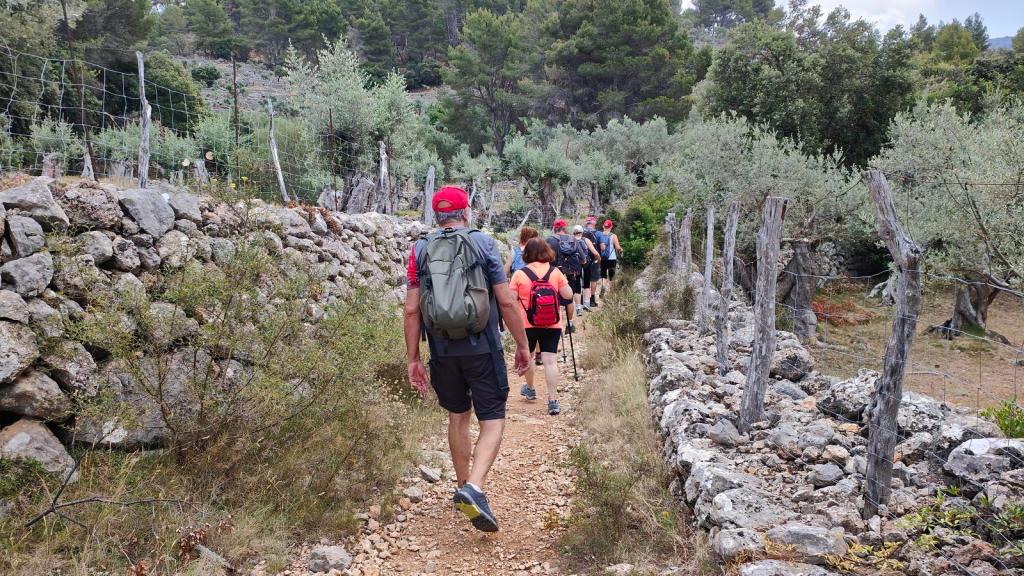 Grupo de senderistas caminando por un sendero rodeado de muros de piedra y olivos en la ruta hacia el Mirador de ses Barques desde Fornalutx.