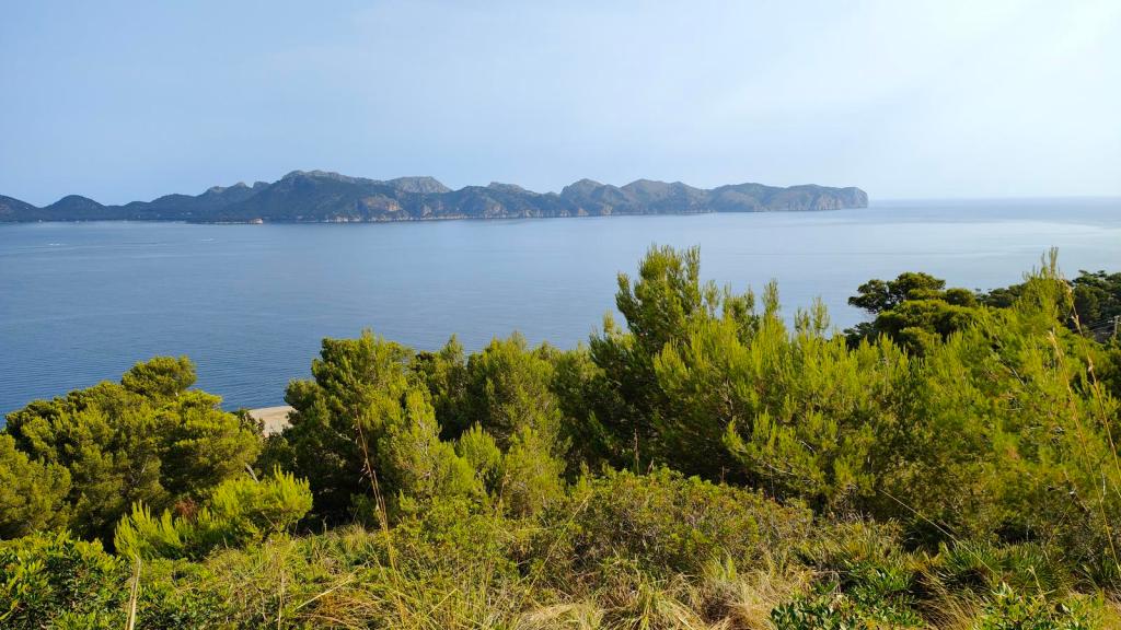 Vista panorámica de la costa de la península de Alcudia, con vegetación frondosa en primer plano y montañas en el fondo, reflejando el mar en calma.