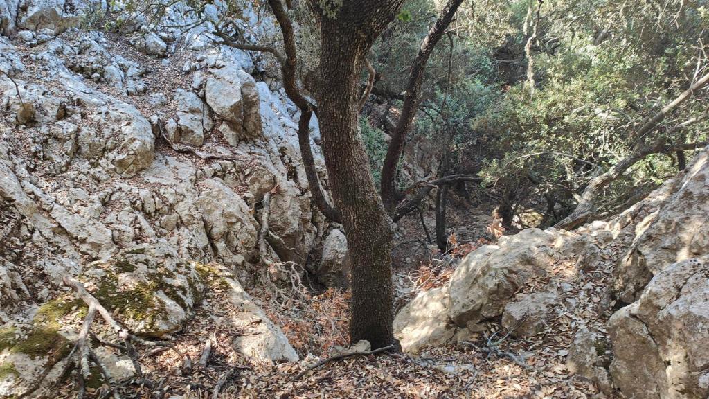 Vista de un sendero rocoso en un bosque, con un árbol en primer plano y un terreno pedregoso cubierto de hojas secas.