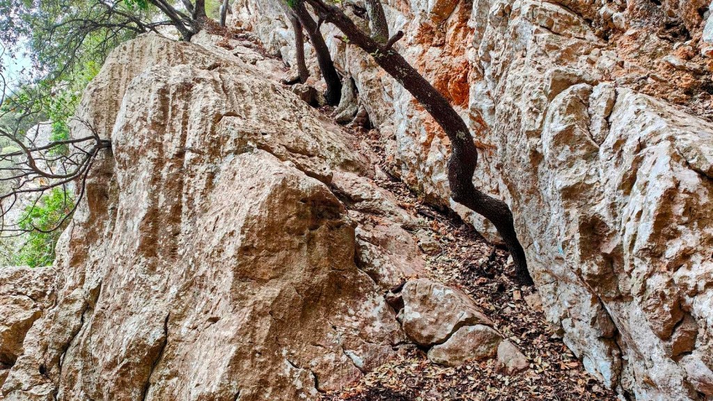 Vista de un sendero rocoso entre grandes paredes de piedra, con raíces de árboles entrelazadas en la roca.