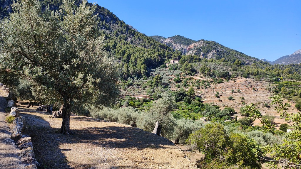 Vista panorámica de bancales de olivos con un paisaje montañoso y vegetación densa en la ruta 'Cigles de s’Obi por el Pas de la Servera'.