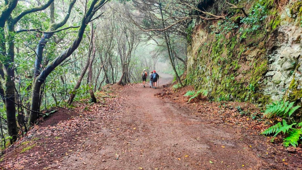 Senderistas caminando por un sendero rodeado de vegetación de laurisilva en el Parque Rural de Anaga, Tenerife.