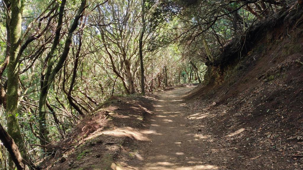 El Bosque de los Enigmas - Caminando por Mallorca Sendero en el Bosque de los Enigmas, con árboles de laurisilva y un camino de tierra en medio del sendero.