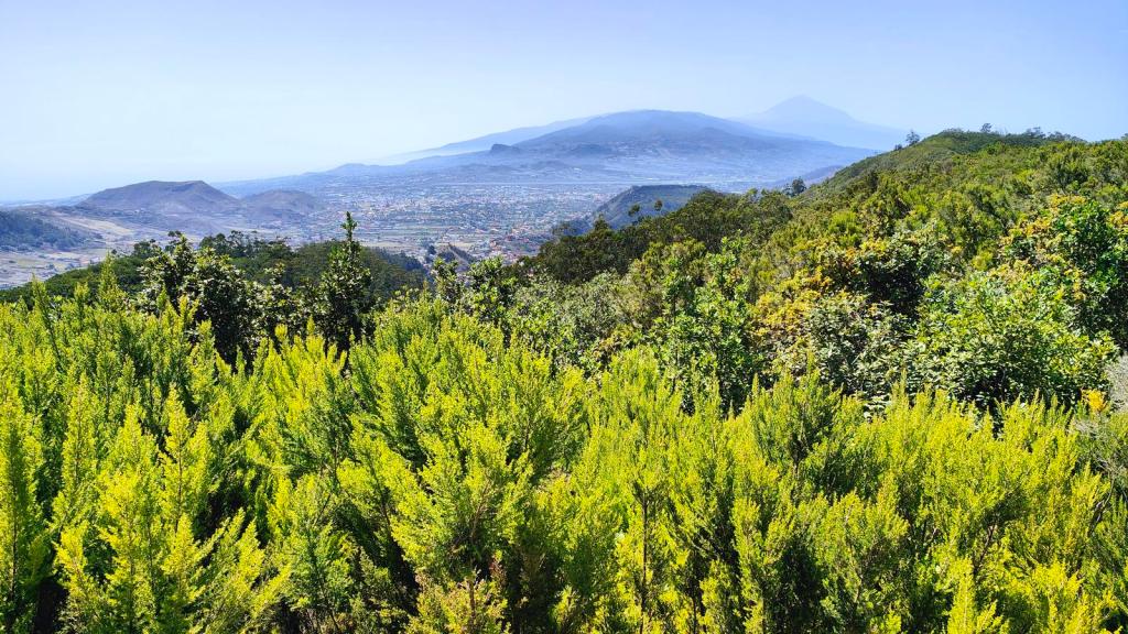 El Bosque de los Enigmas - Caminando por Mallorca Vista panorámica desde el sendero de la Ruta 'El Bosque de los Enigmas', con vegetación verde y montañas al fondo, incluyendo el Teide.