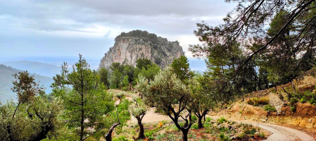 Vista del camino que conduce a la Talaia de Cals Reis, rodeado de pinos y olivos, con el imponente acantilado de la Mola de sa Bastida al fondo, bajo un cielo nublado.