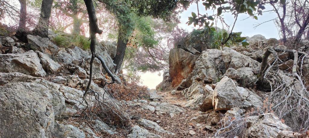 Sendero estrecho y rocoso en la montaña, rodeado de árboles y vegetación densa, que lleva a la cima del Puig de sa Bassa.